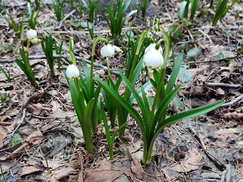 Komentovaná procházka národní přírodní rezervací Ransko
